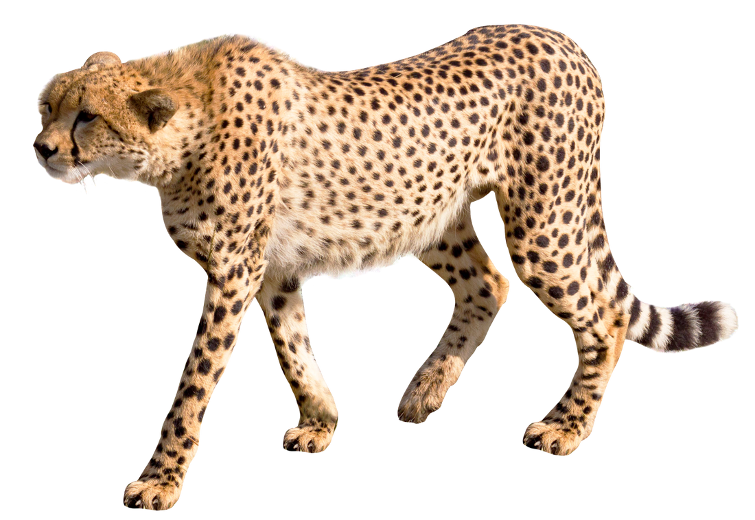 cheetah-3