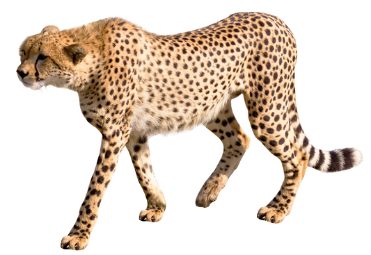 cheetah-3